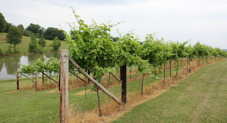 Missouri grape vines at Indian Hills Winery