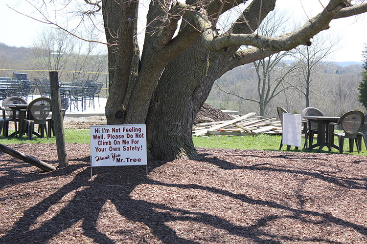 Funny Tree Sign