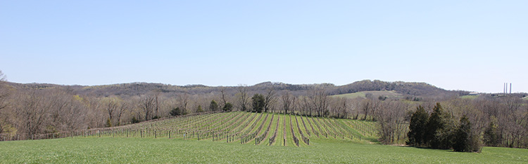 Panoramic view of Noboleis Vineyards